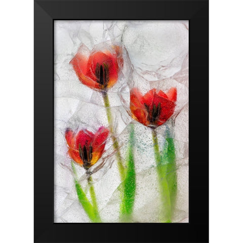 Tulips in ice Black Modern Wood Framed Art Print by Jaynes Gallery