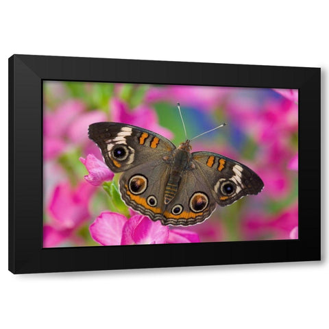 Buckeye Butterfly on pink flower Sammamish-Washington State Black Modern Wood Framed Art Print with Double Matting by Gulin, Darrell