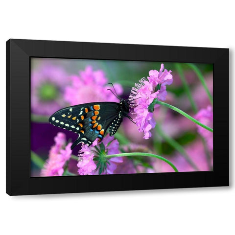 Black Swallowtail butterfly on Pincushion perennial flower Sammamish-Washington State Black Modern Wood Framed Art Print with Double Matting by Gulin, Darrell