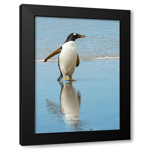 Antarctic-gentoo-penguin Black Modern Wood Framed Art Print by Theodore, George