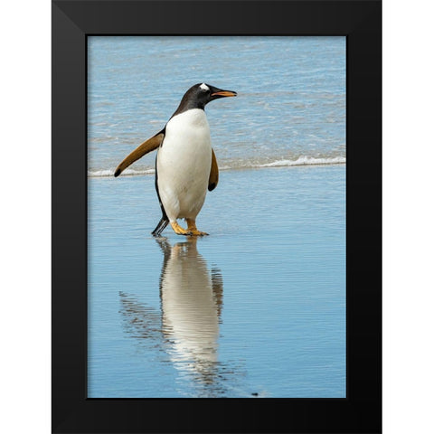 Antarctic-gentoo-penguin Black Modern Wood Framed Art Print by Theodore, George