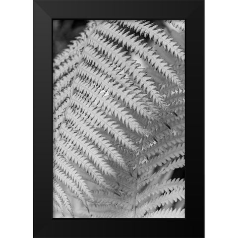 Fern. Black Modern Wood Framed Art Print by Muir, Janet