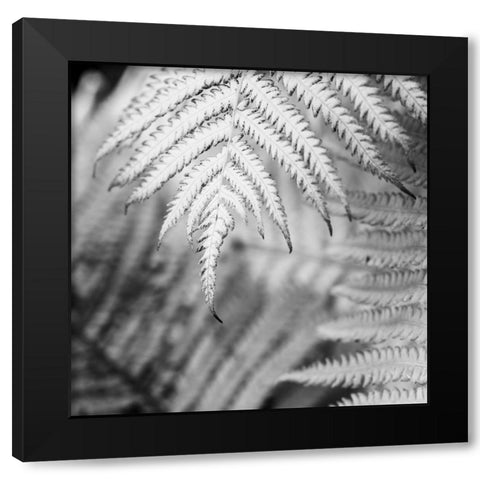 Fern. Black Modern Wood Framed Art Print by Muir, Janet