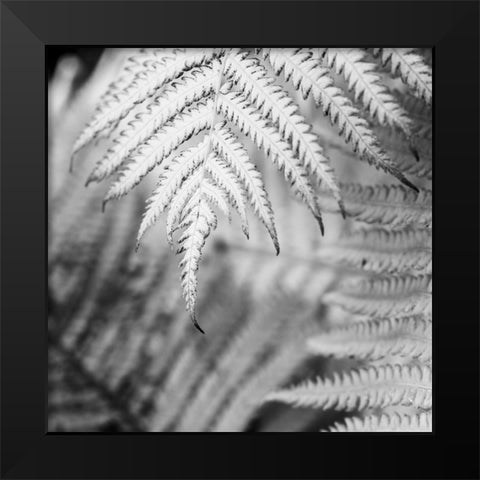 Fern. Black Modern Wood Framed Art Print by Muir, Janet