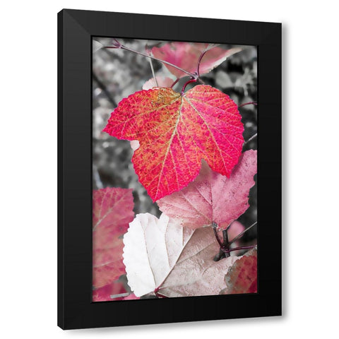 Close-up of an sycamore leaf rendered in red and grey. Black Modern Wood Framed Art Print by Muir, Janet