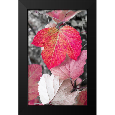 Close-up of an sycamore leaf rendered in red and grey. Black Modern Wood Framed Art Print by Muir, Janet
