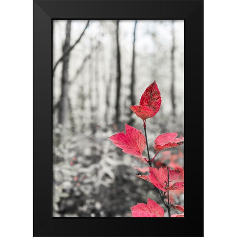 Sycamore branch in forest setting. Black Modern Wood Framed Art Print by Muir, Janet