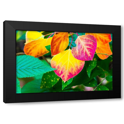 Close-up of aspen leaves in fall colors. Black Modern Wood Framed Art Print with Double Matting by Muir, Janet