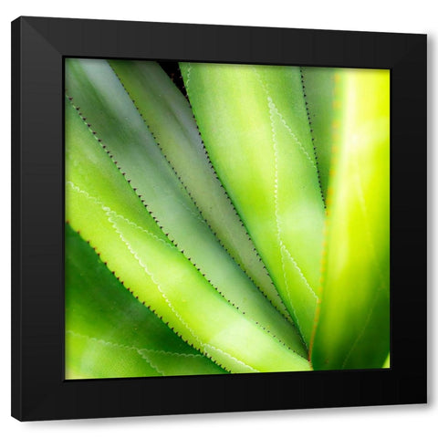 Close-up of vibrant agave leaves. Black Modern Wood Framed Art Print by Muir, Janet