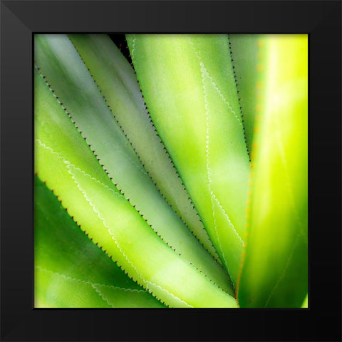Close-up of vibrant agave leaves. Black Modern Wood Framed Art Print by Muir, Janet
