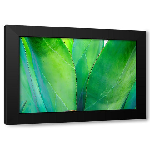 Close-up of vibrant agave leaves Black Modern Wood Framed Art Print by Muir, Janet
