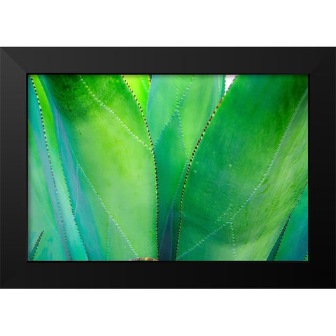 Close-up of vibrant agave leaves Black Modern Wood Framed Art Print by Muir, Janet