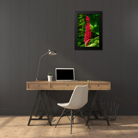Alpinia purpurata Black Modern Wood Framed Art Print by Engelbrecht, Jim