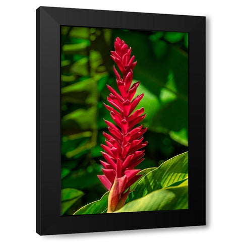 Alpinia purpurata Black Modern Wood Framed Art Print by Engelbrecht, Jim