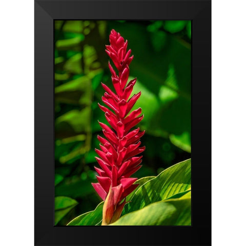Alpinia purpurata Black Modern Wood Framed Art Print by Engelbrecht, Jim
