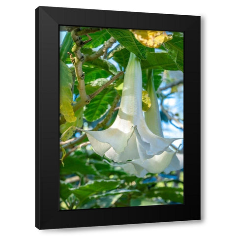 Angels Trumpet Black Modern Wood Framed Art Print with Double Matting by Engelbrecht, Jim