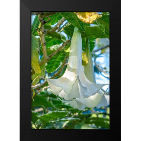 Angels Trumpet Black Modern Wood Framed Art Print by Engelbrecht, Jim