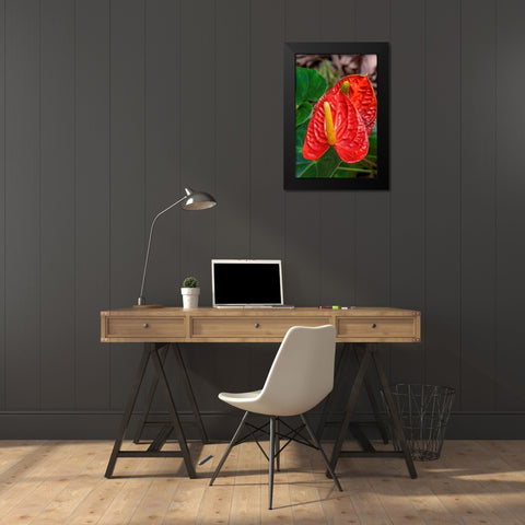Anthurium Black Modern Wood Framed Art Print by Engelbrecht, Jim