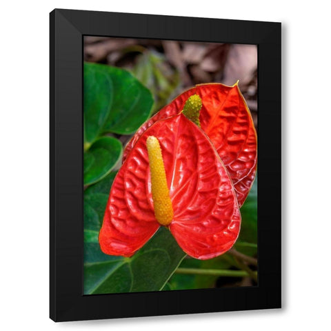 Anthurium Black Modern Wood Framed Art Print by Engelbrecht, Jim