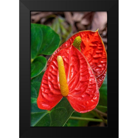 Anthurium Black Modern Wood Framed Art Print by Engelbrecht, Jim