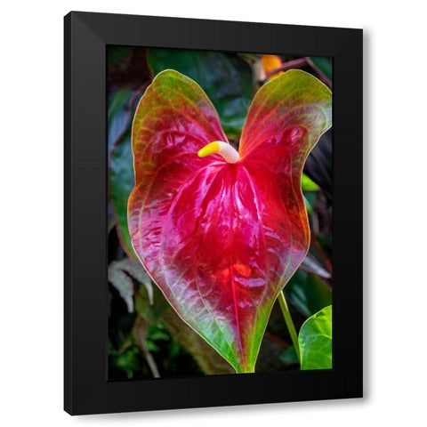 Anthurium Black Modern Wood Framed Art Print by Engelbrecht, Jim