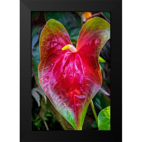 Anthurium Black Modern Wood Framed Art Print by Engelbrecht, Jim