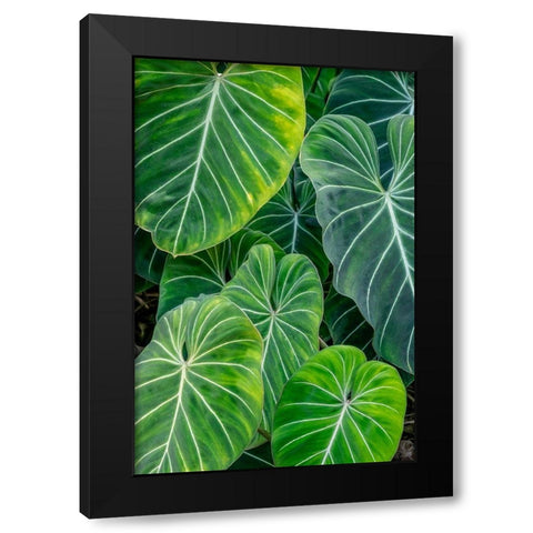 Anthurium foliage Black Modern Wood Framed Art Print with Double Matting by Engelbrecht, Jim