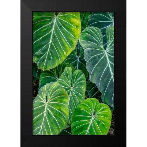 Anthurium foliage Black Modern Wood Framed Art Print by Engelbrecht, Jim