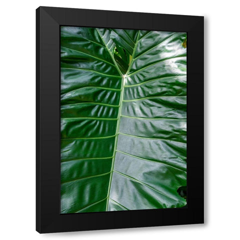 Anthurium leaf Black Modern Wood Framed Art Print by Engelbrecht, Jim