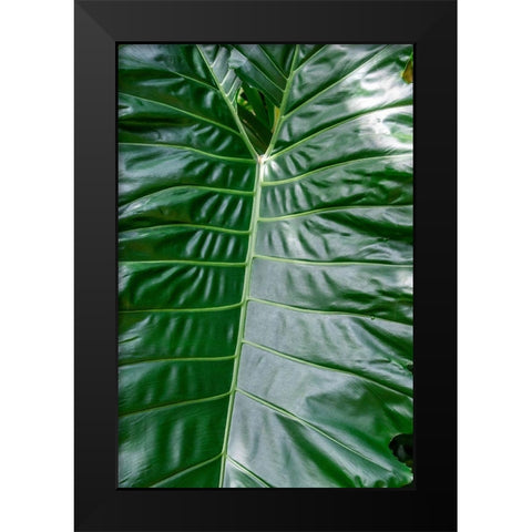 Anthurium leaf Black Modern Wood Framed Art Print by Engelbrecht, Jim