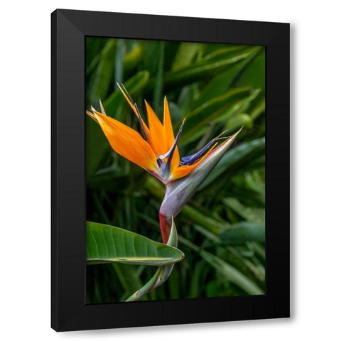Bird of Paradise Black Modern Wood Framed Art Print with Double Matting by Engelbrecht, Jim