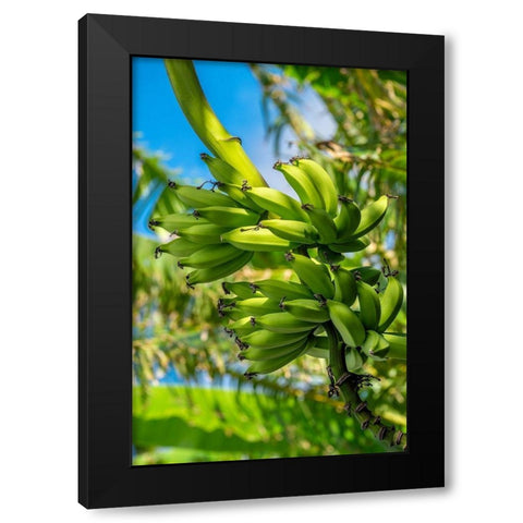 Bunch of bananas on tree Black Modern Wood Framed Art Print by Engelbrecht, Jim