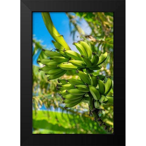 Bunch of bananas on tree Black Modern Wood Framed Art Print by Engelbrecht, Jim