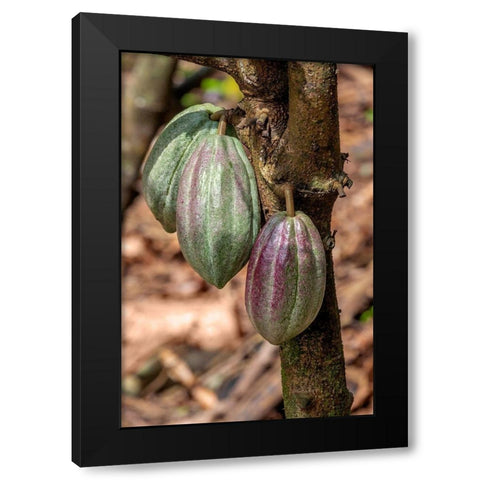 Cacao fruit Black Modern Wood Framed Art Print with Double Matting by Engelbrecht, Jim