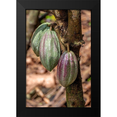 Cacao fruit Black Modern Wood Framed Art Print by Engelbrecht, Jim