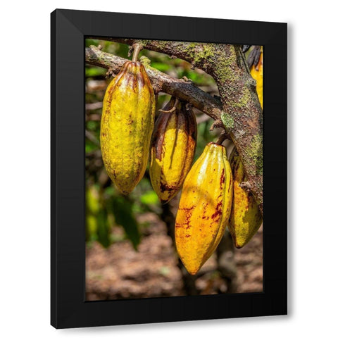 Cacao fruit Black Modern Wood Framed Art Print with Double Matting by Engelbrecht, Jim