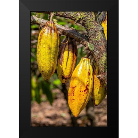 Cacao fruit Black Modern Wood Framed Art Print by Engelbrecht, Jim