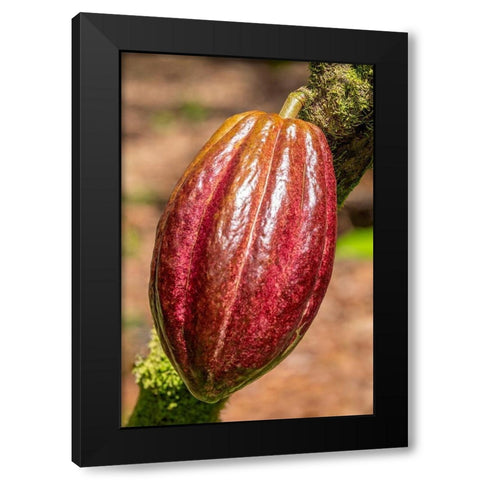 Cacao fruit Black Modern Wood Framed Art Print with Double Matting by Engelbrecht, Jim