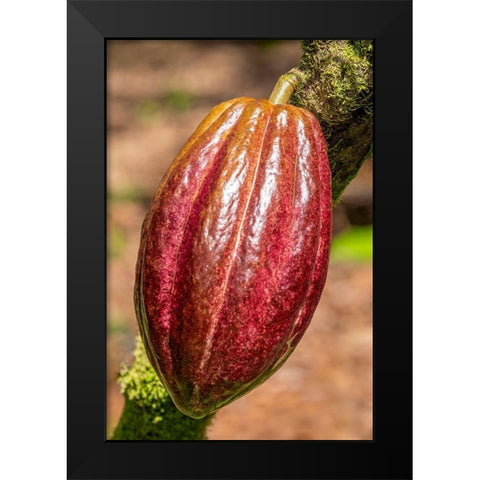 Cacao fruit Black Modern Wood Framed Art Print by Engelbrecht, Jim