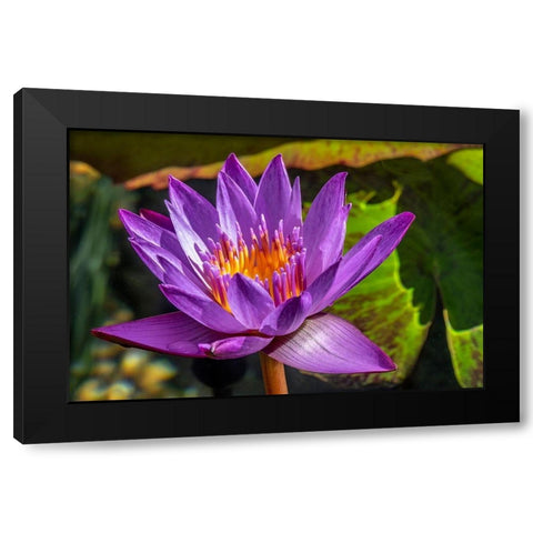 Cape Blue Water lily Black Modern Wood Framed Art Print by Engelbrecht, Jim