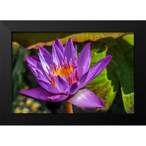 Cape Blue Water lily Black Modern Wood Framed Art Print by Engelbrecht, Jim