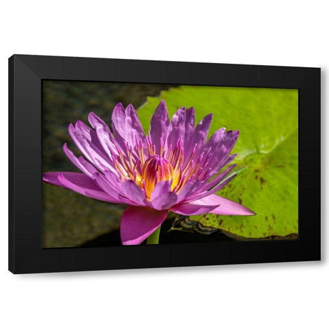 Cape Blue Water lily Black Modern Wood Framed Art Print by Engelbrecht, Jim