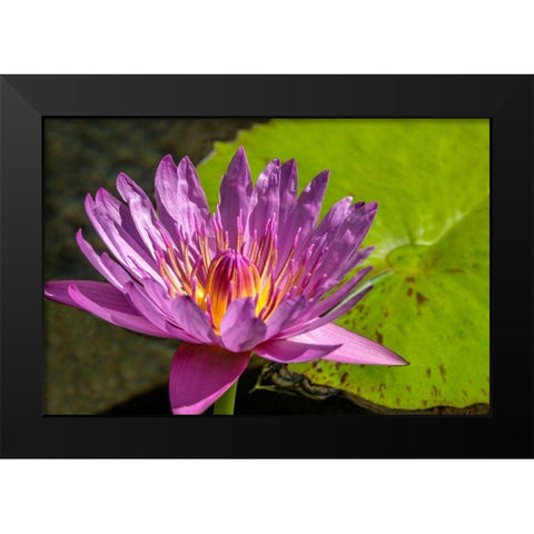 Cape Blue Water lily Black Modern Wood Framed Art Print by Engelbrecht, Jim
