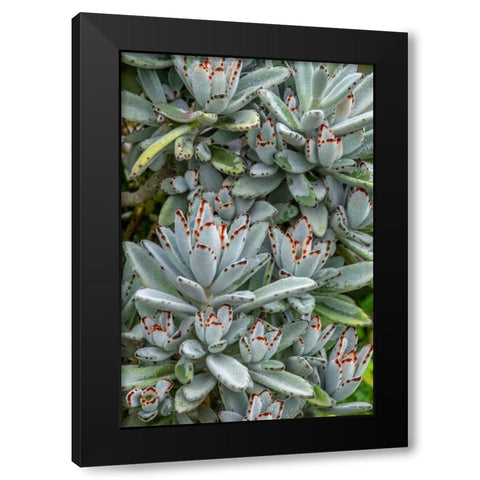Chocolate Soldier Kalanchoe Black Modern Wood Framed Art Print by Engelbrecht, Jim