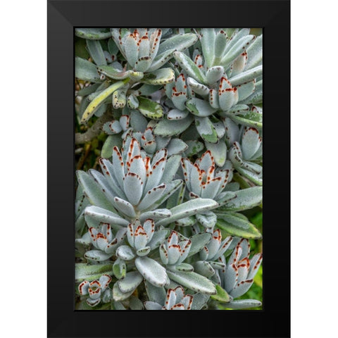 Chocolate Soldier Kalanchoe Black Modern Wood Framed Art Print by Engelbrecht, Jim