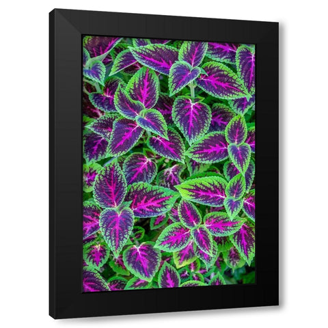 Coleus plant Black Modern Wood Framed Art Print with Double Matting by Engelbrecht, Jim