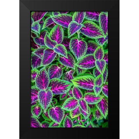 Coleus plant Black Modern Wood Framed Art Print by Engelbrecht, Jim