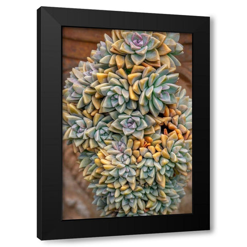 Crassulaceae-succulent Black Modern Wood Framed Art Print by Engelbrecht, Jim