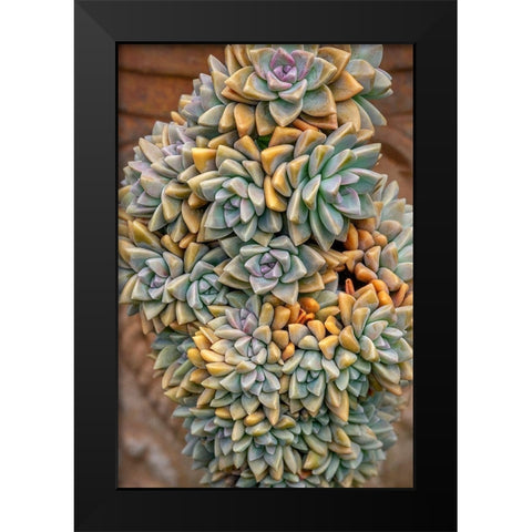 Crassulaceae-succulent Black Modern Wood Framed Art Print by Engelbrecht, Jim