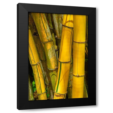 Detail of golden bamboo Black Modern Wood Framed Art Print with Double Matting by Engelbrecht, Jim